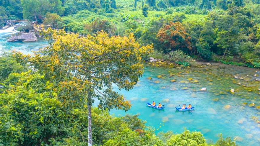 Hoa Vàng Anh nở rộ bên suối Moọc trong lòng di sản thiên nhiên thế giới