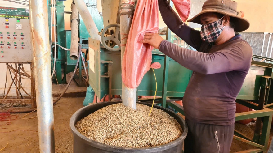 Thách thức cho doanh nghiệp Gia Lai khi EU siết chặt quy định chống mất rừng