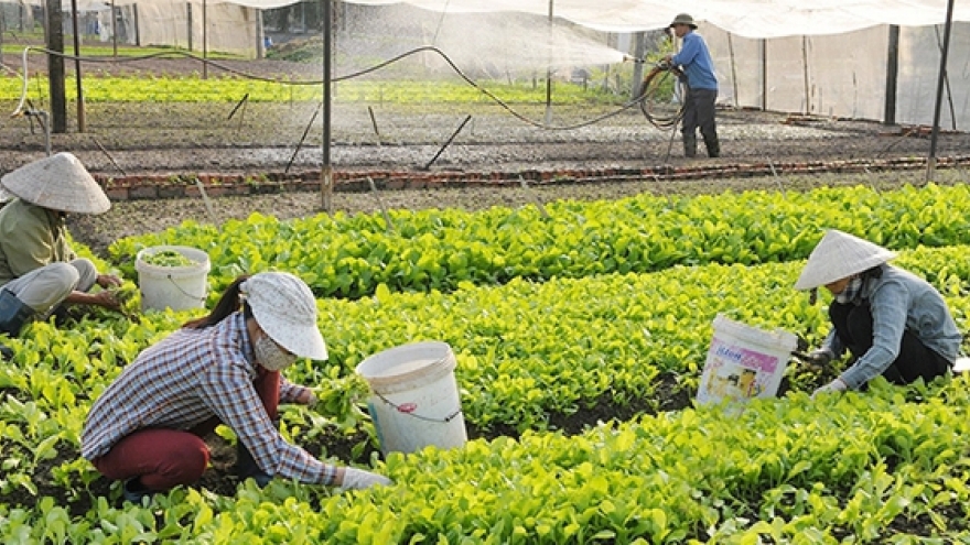 Kinh tế Hợp tác xã: Động lực quan trọng cho phát triển kinh tế bền vững