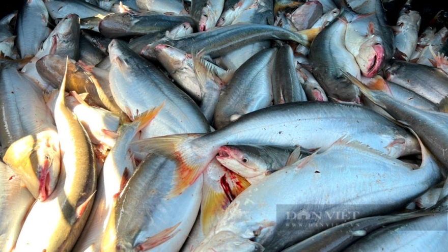Cá có mùi thơm lạ thành món khoái khẩu, giá 700.000 đồng/kg
