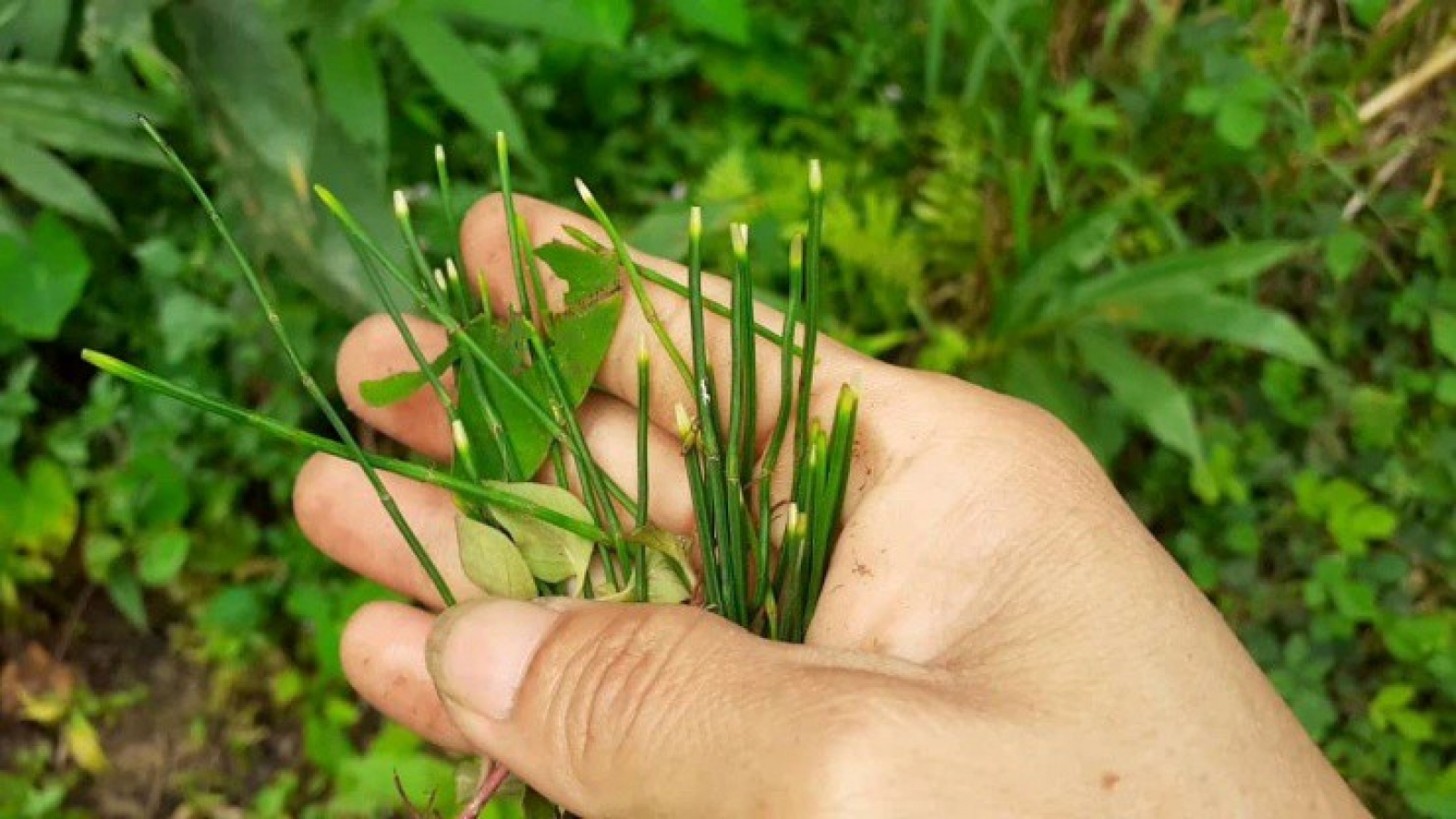 Cây dại không hoa không hạt, hóa ra là “mỏ vàng” ở Việt Nam