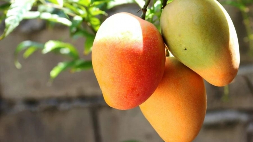 “Siêu trái cây” cực nhiều ở chợ Việt, ăn vào bổ đủ đường không phải ai cũng biết