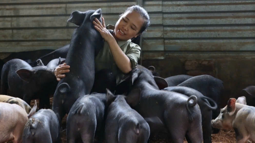 Giá lợn hơi giảm, vì sao sức mua vẫn ảm đạm?