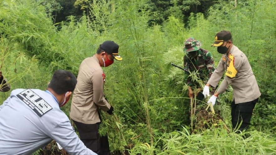 Indonesia: Phát hiện cánh đồng cần sa trong công viên quốc gia