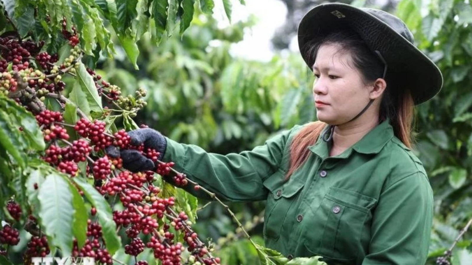 Vietnam’s coffee exports reach US$1.72 billion in first two months