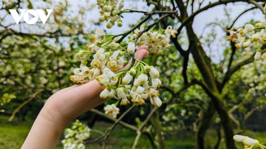 Hanoi streets in March filled with scent of grapefruit flowers