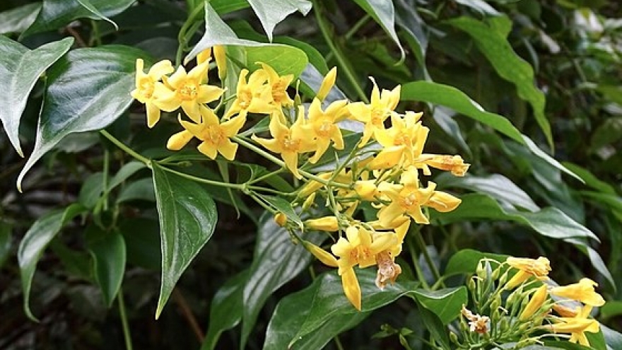 2 học sinh ở Sơn La ăn phải lá ngón khiến 1 em tử vong