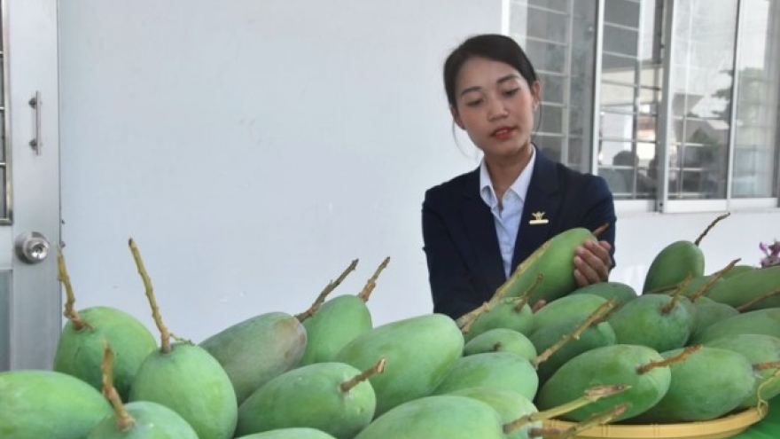 Tien Giang exports green-skinned mangos to United States