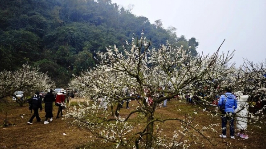 Moc Chau – leading nature destination in Vietnam’s northwest