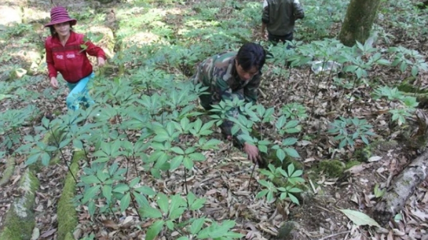 Quang Nam's medicinal herb industry hub project approved