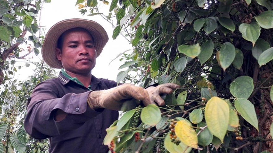 Vietnam pepper price surges to decade high