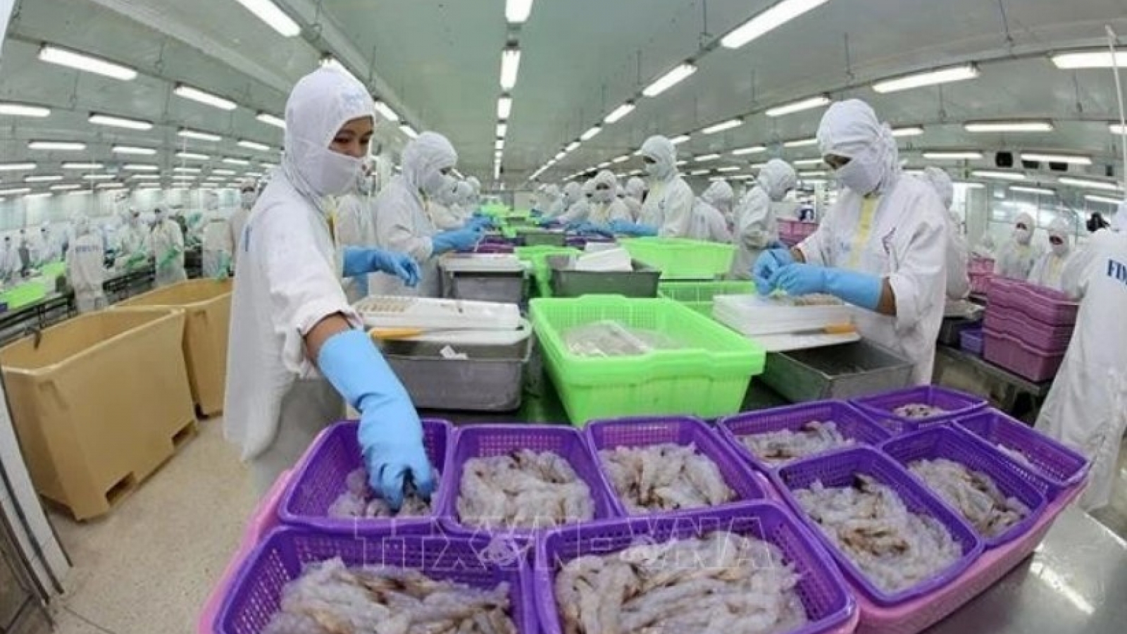 Vietnam becomes Brazil’s second largest seafood supplier