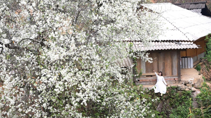 White Son Tra flowers spotted in full bloom in Son La