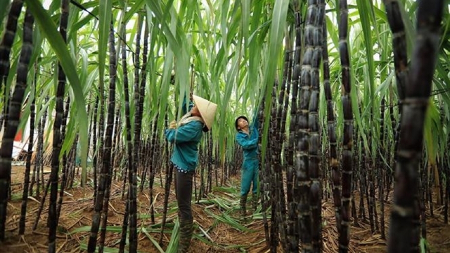 Vietnam's sugar prices move against global trends