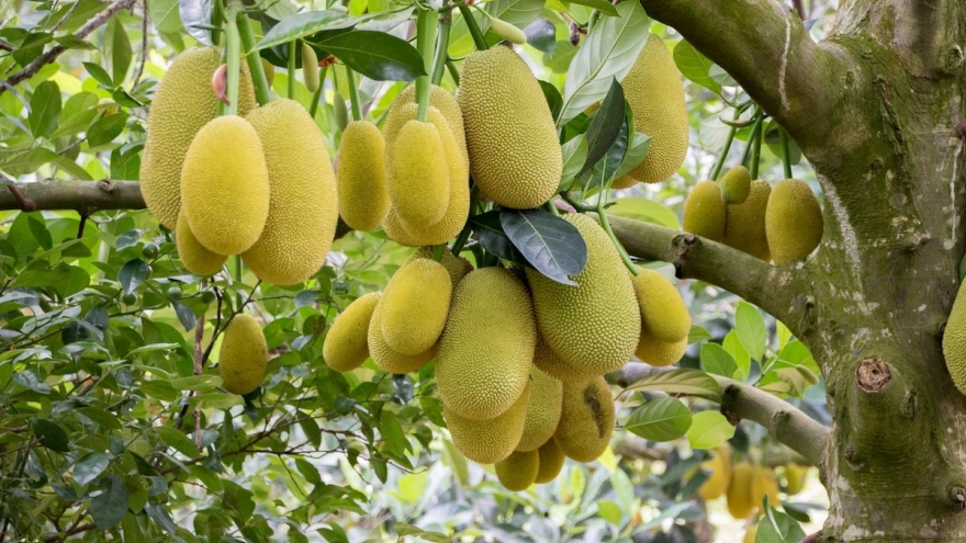 Loại quả thơm phức được ví như "kho chứa sắt" lại bổ tim, chợ Việt có cực nhiều