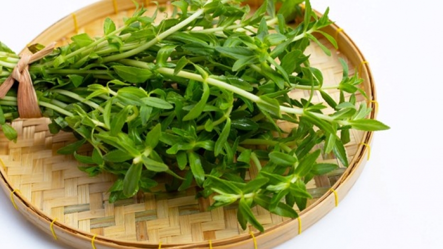 Loại rau gia vị ai cũng từng ăn, là "khắc tinh" của sỏi thận lại siêu bổ dưỡng