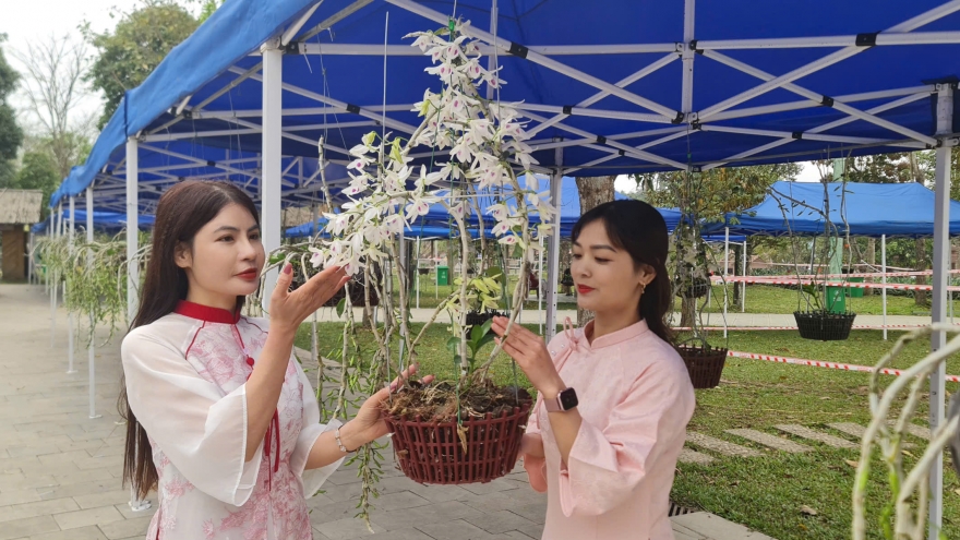 Triển lãm Trưng bày Hoa lan nghệ thuật Toàn quốc lần thứ II tại Đền Hùng
