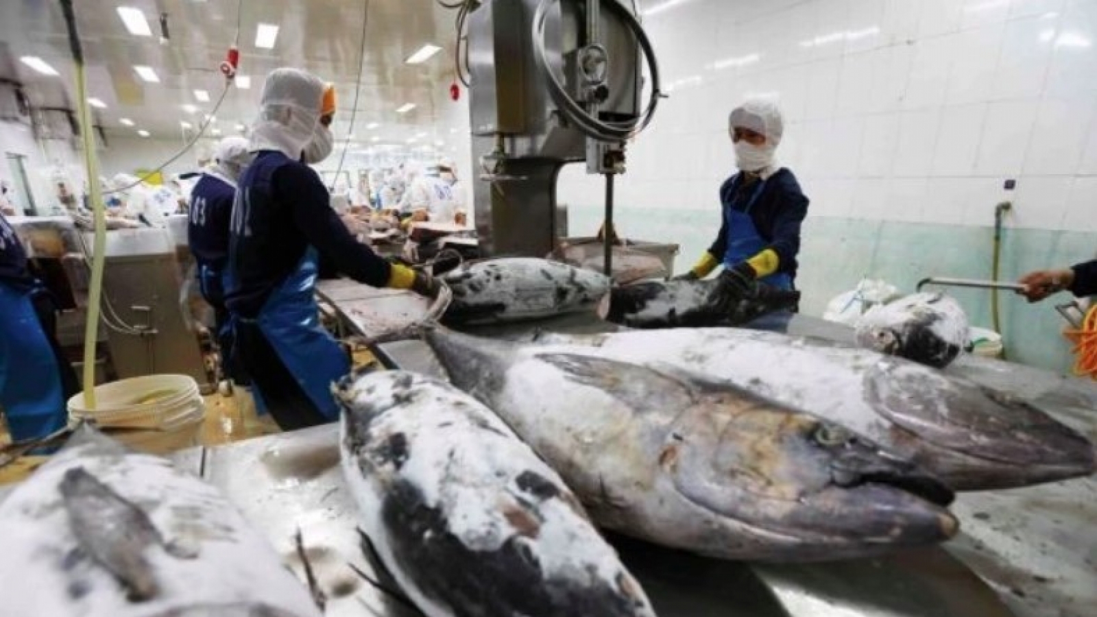 Tuna exports hit record high but face major regulatory barriers