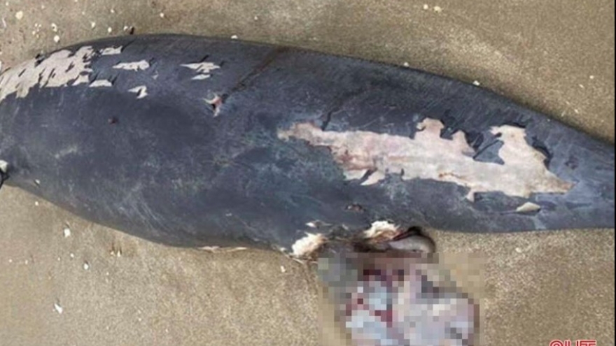 Body of 100-kg whale washes ashore in Ha Tinh