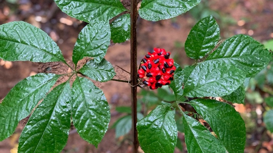 Việt Nam có loại hạt quý nhất thế giới giá 240 triệu đồng/kg, đến mùa dân đếm hạt tính tiền