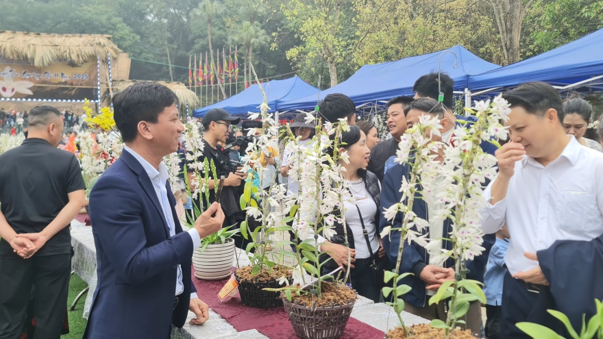 Kéo dài thời gian triển lãm trưng bày hoa lan nghệ thuật tại Đền Hùng