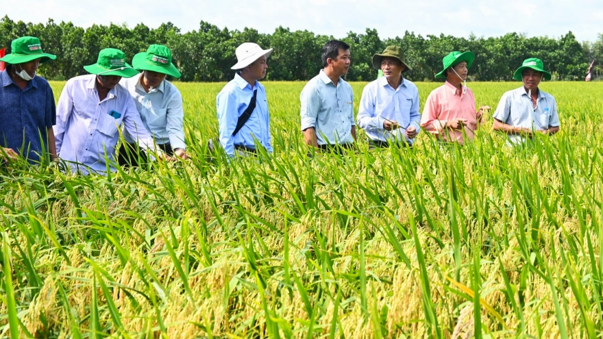 Doanh nghiệp quốc tế cùng nông dân ĐBSCL hợp tác phát triển lúa bền vững