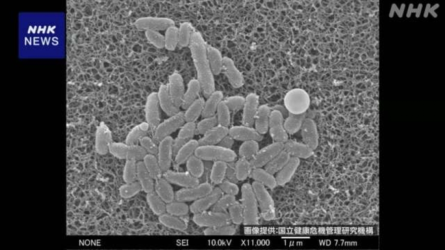 Báo động về tình trạng gia tăng số lượng bệnh nhân bị ho gà tại Nhật Bản