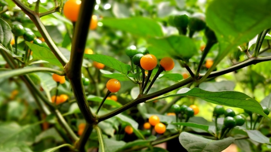 Loại ớt đắt nhất thế giới, giá nửa tỷ đồng/kg được trồng làm cảnh ở Việt Nam