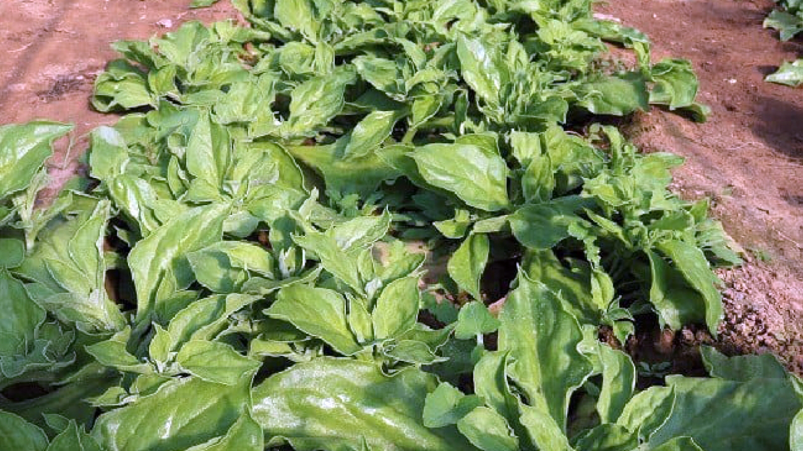 Loại rau lấp lánh như kim cương, giá đắt vẫn được săn lùng