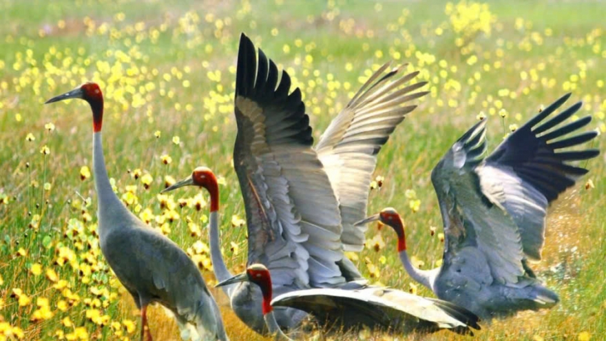Mekong Delta province receives red crowned cranes from Thailand