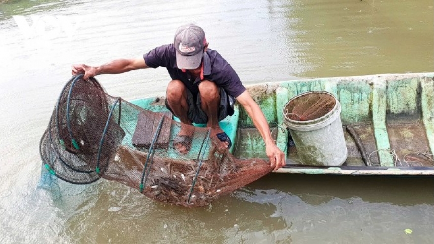Ca Mau seeks to prevent disruption in shrimp production amid new US tariffs
