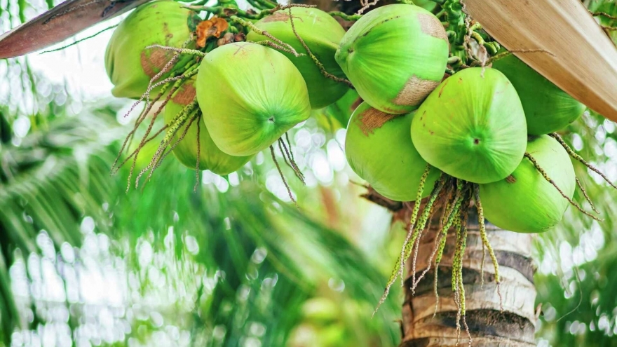 Loại quả được ví như "giếng nước trời ban" siêu bổ dưỡng, Việt Nam có cực nhiều