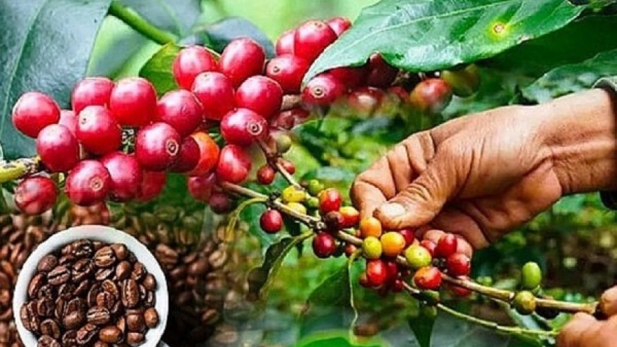 Vietnam loses its position as leading coffee supplier to Thailand