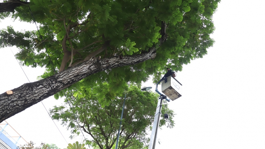 TP.HCM khẩn trương xử lý đơn vị thi công gây hư hại rễ cây xanh