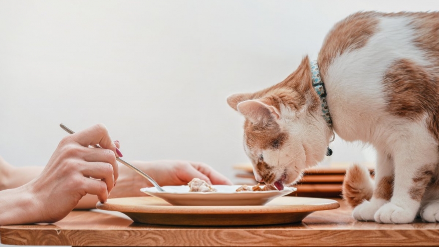 Lý giải thói quen ăn uống kỳ lạ của những chú mèo cưng