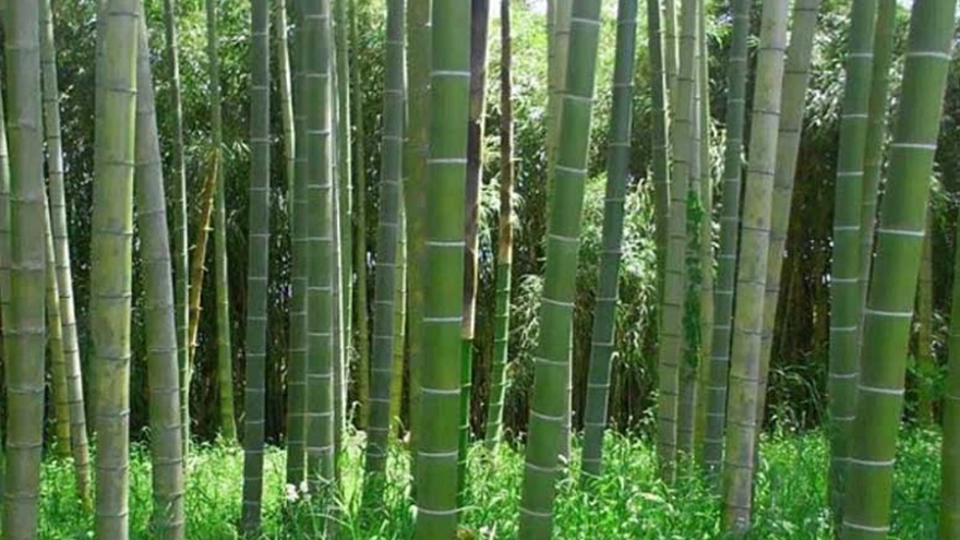 Kenya dùng tre làm vũ khí chống biến đổi khí hậu và phát triển kinh tế