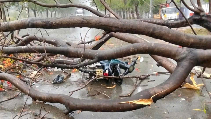 Cây đổ đè xe máy, cô gái 16 tuổi ở Bình Dương tử vong thương tâm