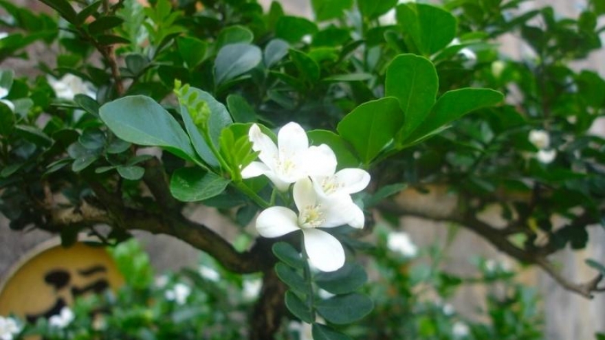 Loại cây trồng ở hàng rào, lên chậu thành bonsai có giá cả tỷ đồng/cây