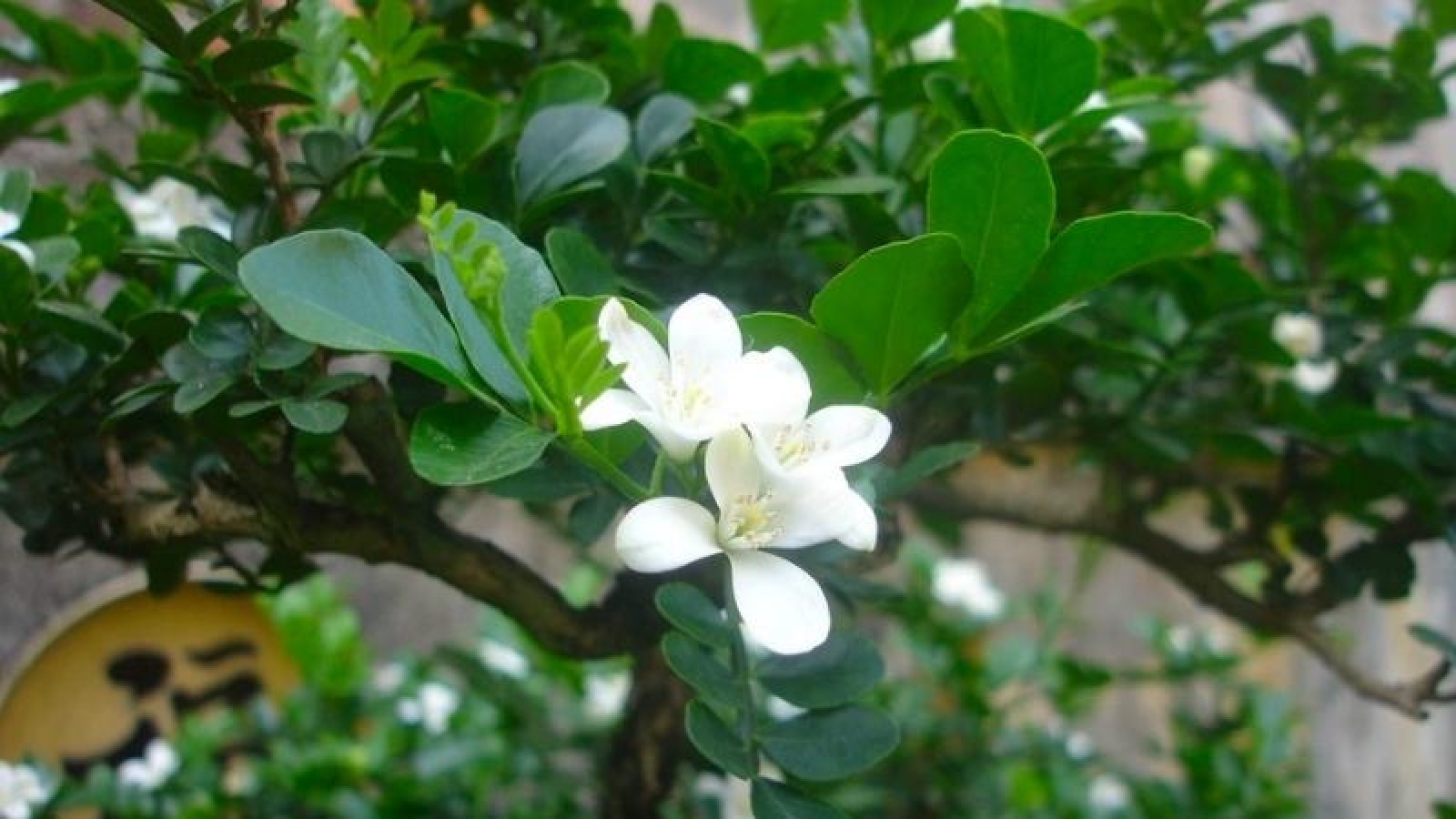 Loại cây trồng ở hàng rào, lên chậu thành bonsai có giá cả tỷ đồng/cây