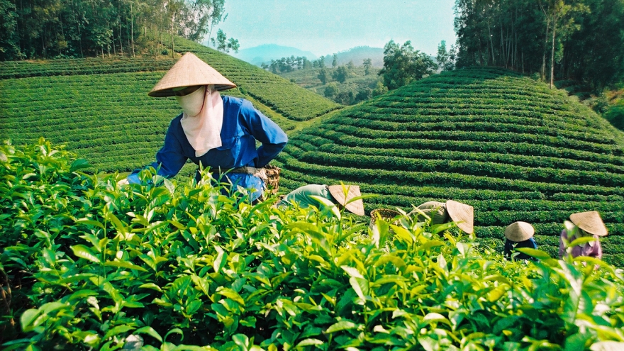 Thái Nguyên kết hợp du lịch và ẩm thực, hướng tới mục tiêu xuất khẩu chè tỷ đô
