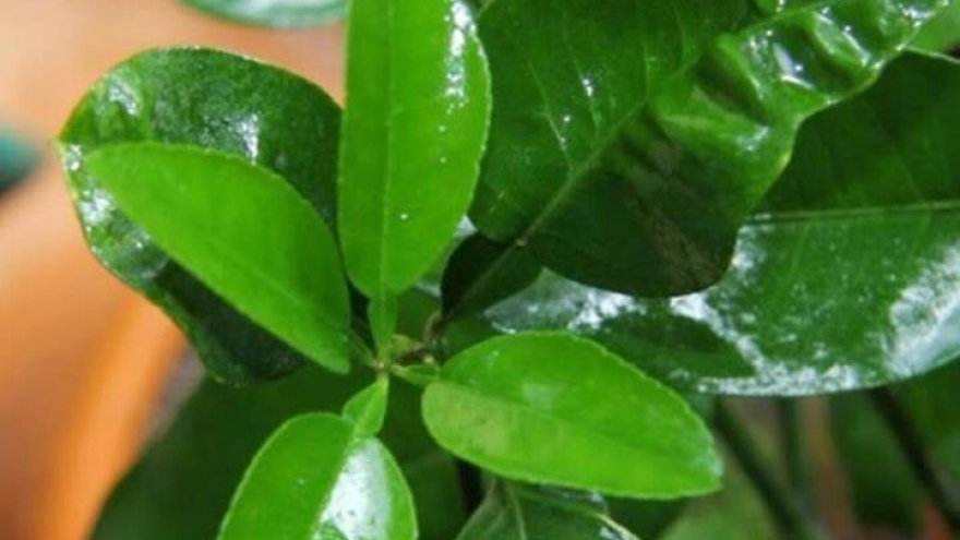 Lá bưởi có tác dụng gì?
