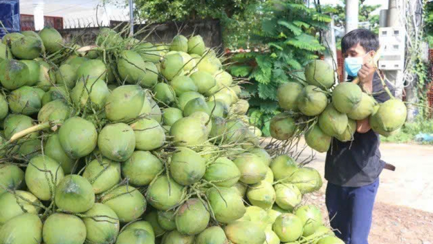 Người Mỹ và Trung Quốc đặc biệt yêu thích dừa Việt Nam