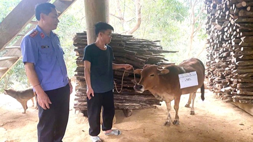 Chi 7,8 triệu giám định ADN con bò trị giá 5 triệu đồng