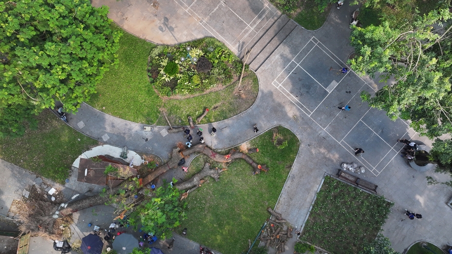 Cây xà cừ đổ trong bão Yagi ở Hà Nội "hồi sinh" thành tác phẩm nghệ thuật