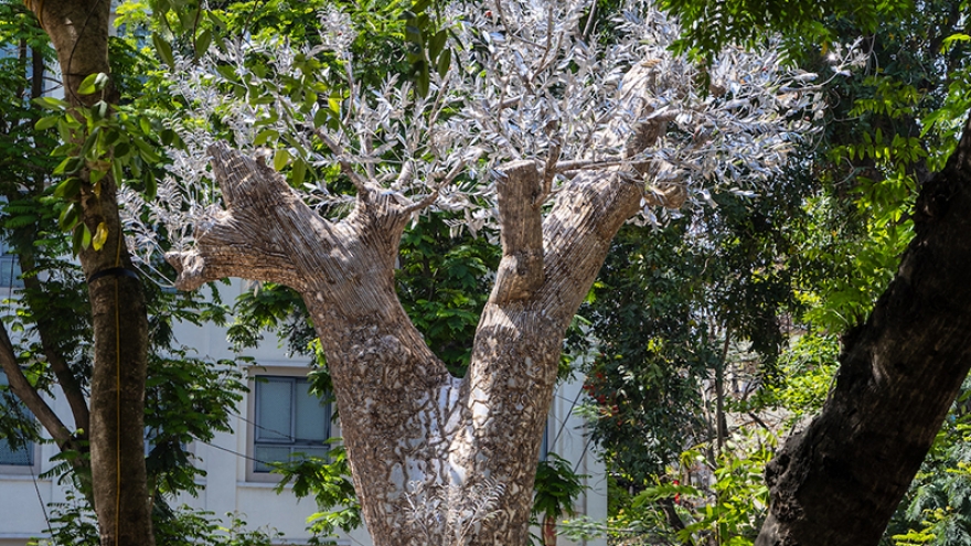 Hành trình “hồi sinh” cây xà cừ 70 năm tuổi bị đổ sau cơn bão Yagi tại Hà Nội