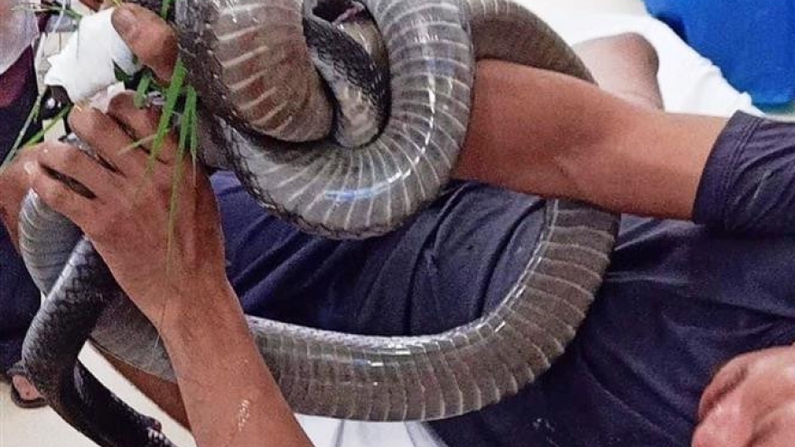 Cứu sống cụ ông 70 tuổi bị rắn hổ đất cắn vào tay, chân