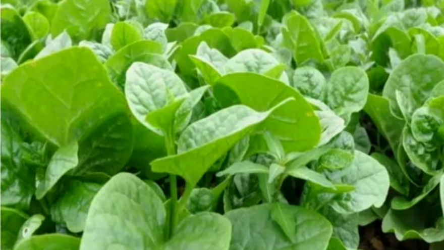 Ăn rau mồng tơi thường xuyên có tốt không?