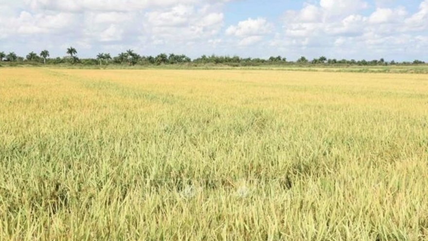 Vietnam supports Cuba in ensuring food security