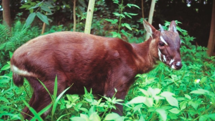 WWF grants VND3.1 billion to support saola conservation in Thua Thien-Hue