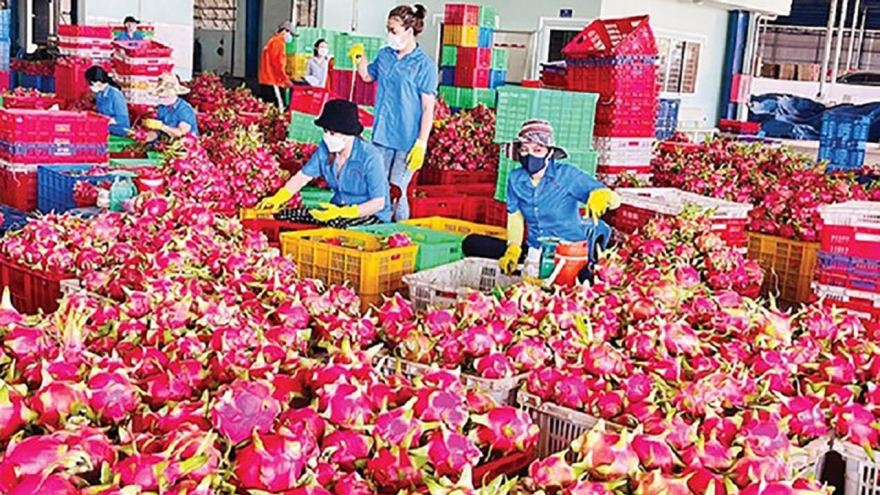 Thanh long bất ngờ soán ngôi “vua” trái cây Việt Nam
